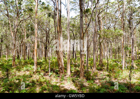 Lussureggiante tall Karri bosco nella foresta Boranup con fogliame verde Boranup in Western Australia. Foto Stock