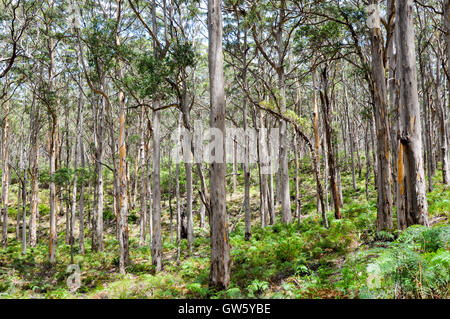 Lussureggiante tall Karri bosco nella foresta Boranup con fogliame verde Boranup in Western Australia. Foto Stock