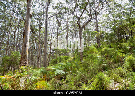 Lussureggiante tall Karri bosco nella foresta Boranup con fogliame verde Boranup in Western Australia. Foto Stock