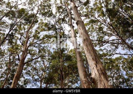 Prospettiva verso l'alto delle alte Karri bosco nella foresta Boranup con fogliame verde e il cielo in Boranup, Western Australia. Foto Stock