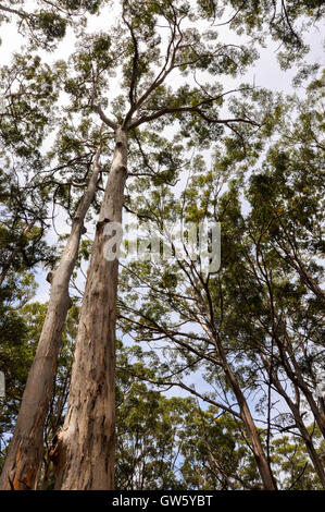 Basso angolo vista del lussureggiante tall Karri bosco nella foresta Boranup con fogliame verde e il cielo in Boranup, Western Australia. Foto Stock