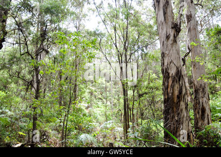 Lussureggiante tall Karri bosco nella foresta Boranup con fogliame verde Boranup in Western Australia. Foto Stock