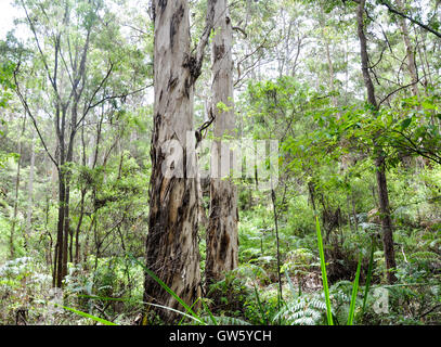 Lussureggiante tall Karri bosco nella foresta Boranup con fogliame verde Boranup in Western Australia. Foto Stock