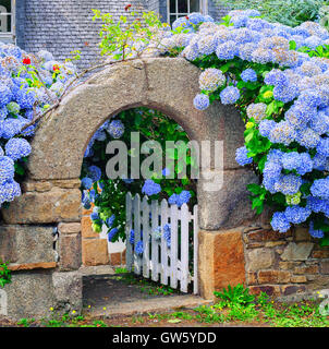 Blue hydrangea fiori decorare una casa di pietra che porta in Bretagna, Francia Foto Stock