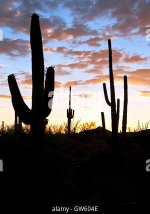 Cactus Saguaro silhouette al tramonto in Tucson in Arizona Foto Stock