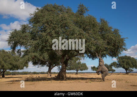 Elefante africano bull (Loxodonta africana) salendo sulla sua schiena gambe per raggiungere i rami di un albero di Ana (Faidherbia albida). Foto Stock