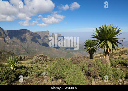 Semien vista montagne con endemica Lobelia gigante (Lobelia rhynchopetalum) in primo piano Foto Stock