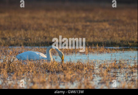Whooper swan nuoto e immergendo il suo becco in acqua in bella calda luce della sera, Norrbotten, Svezia Foto Stock
