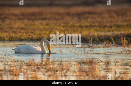Whooper swan nuoto e immergendo il suo becco in acqua in bella calda luce della sera, Norrbotten, Svezia Foto Stock