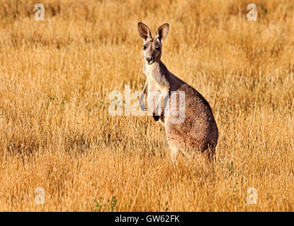 Tall permanente canguro marrone nel mezzo di erba gialla outback pianura del Sud Australia Foto Stock
