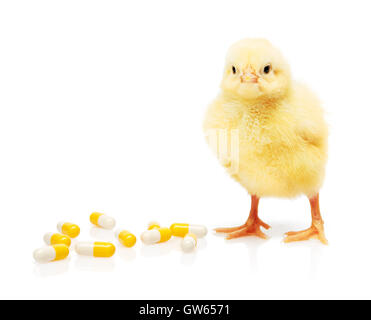 Piccolo giallo pollo vicino a pila di giallo e bianco capsule, isolati su sfondo bianco Foto Stock