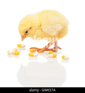 Piccolo giallo pollo vicino a pila di giallo e bianco capsule, isolati su sfondo bianco Foto Stock
