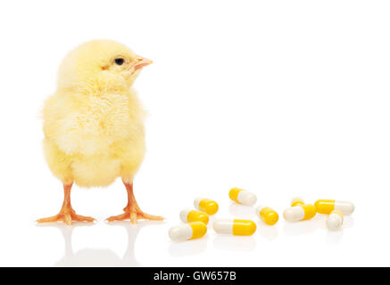 Piccolo giallo pollo vicino a pila di giallo e bianco capsule, isolati su sfondo bianco Foto Stock