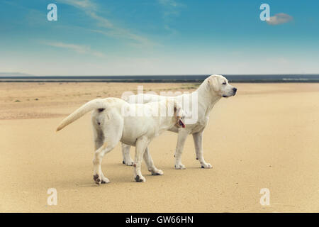 Due simpatici cani giovani giocare a beach in estate Foto Stock