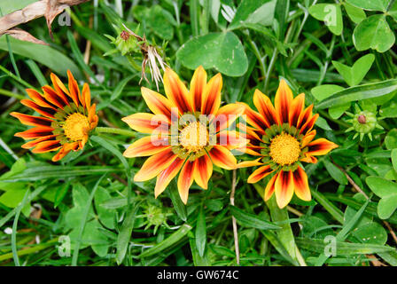 Gazania linearis Foto Stock