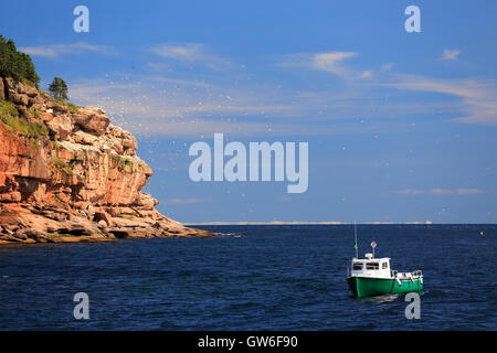 Colonia di sule settentrionale e il verde in barca a vela nei pressi di Bonaventura isola in Quebec, Canada Foto Stock