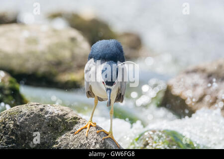 Wild heron - Garzetta nel deserto Foto Stock