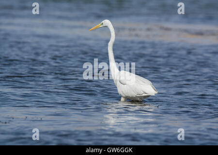 Wild heron - Garzetta nel deserto Foto Stock