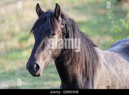 Cavallo sulla natura. Ritratto di un cavallo, marrone a cavallo. Foto Stock