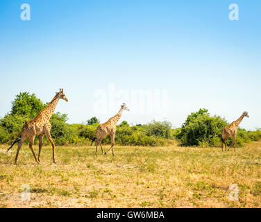 Allevamento di giraffe in esecuzione sulle pianure in Africa Foto Stock