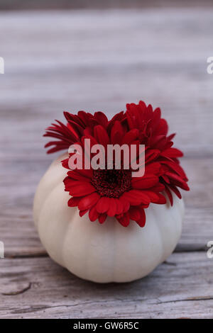 Rosso gerbera daisy in un bianco intagliato Casper zucca su una tavola in legno rustico presso le vacanze. Foto Stock