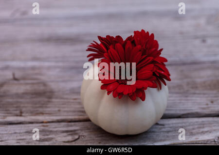 Rosso gerbera daisy in un bianco intagliato Casper zucca su una tavola in legno rustico presso le vacanze. Foto Stock