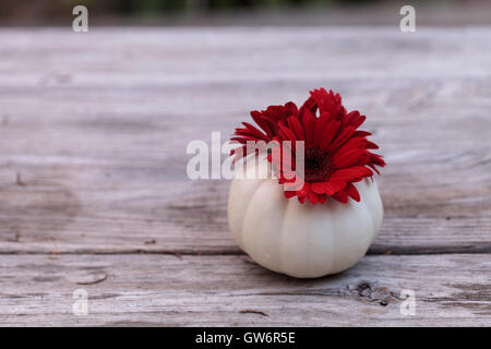 Rosso gerbera daisy in un bianco intagliato Casper zucca su una tavola in legno rustico presso le vacanze. Foto Stock