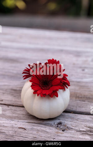 Rosso gerbera daisy in un bianco intagliato Casper zucca su una tavola in legno rustico presso le vacanze. Foto Stock