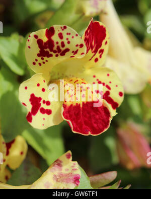 L'insolito giallo macchiato il fiore di Mimulus noto anche come fiore di scimmia. Foto Stock