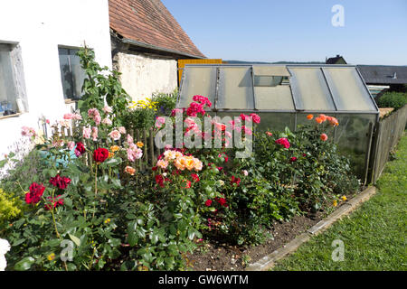 Giardino di Rose alla strada romantica in Germania meridionale Foto Stock
