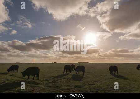 Gallese bestiame nero sui prati del piccolo isolotto di Langeness nel fango appartamenti, Mare del Nord, Schleswig-Holstein, Germania Foto Stock