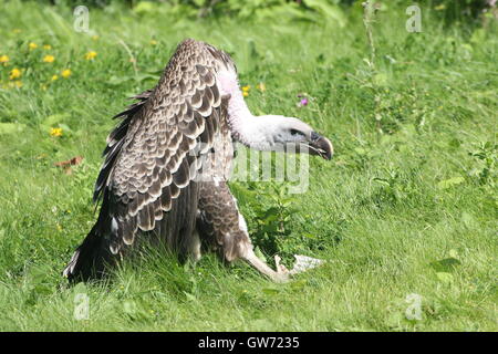 Rüppell africani il Vulture (Gyps rueppellii) alimentazione di carne. Foto Stock