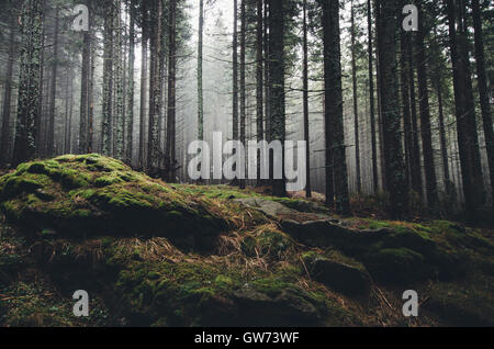 Alberi di pino e moss nel Bosco nebbioso Foto Stock