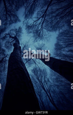 Vista drammatico di spooky alberi ritorto contro il cielo notturno Foto Stock