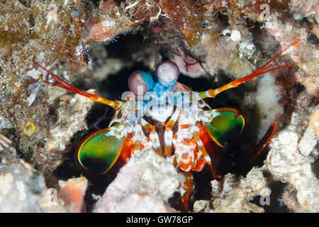 Dumaguete, Filippine. Xii Sep, 2016. Queste creature insolite sono stati avvistati durante una giorni muck diving off Dumaguete nelle Filippine. Una canocchia pavone si affaccia dalla sua tana, Dumaguete, Filippine. Credito: Ed Brown/Alamy Live News Foto Stock