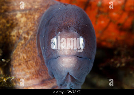 Dumaguete, Filippine. Xii Sep, 2016. Queste creature insolite sono stati avvistati durante una giorni muck diving off Dumaguete nelle Filippine. Un bianco eyed moray eel guarda fuori dal suo nascondiglio, Dumaguete, Filippine Credito: Ed Brown/Alamy Live News Foto Stock