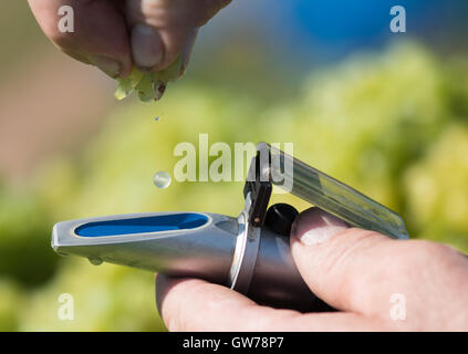 Gengenbach, Germania. Xii Sep, 2016. Karlheinz Mussler gocce di succo di uve della varietà Mueller-Thurgau su un rifrattometro durante il raccolto vicino a Gengenbach, Germania, 12 settembre 2016. La vendemmia delle uve di nuovo nell'Ortenau disrict è in pieno svolgimento. Foto: PATRICK SEEGER/dpa/Alamy Live News Foto Stock