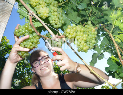 Gengenbach, Germania. Xii Sep, 2016. Hanna Mussler, che proviene da una famiglia di vignaioli, raccolti uve della varietà Mueller-Thurgau vicino a Gengenbach, Germania, 12 settembre 2016. La vendemmia delle uve di nuovo nell'Ortenau disrict è in pieno svolgimento. Foto: PATRICK SEEGER/dpa/Alamy Live News Foto Stock