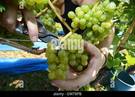 Gengenbach, Germania. Xii Sep, 2016. Hanna Mussler, che proviene da una famiglia di vignaioli, raccolti uve della varietà Mueller-Thurgau vicino a Gengenbach, Germania, 12 settembre 2016. La vendemmia delle uve di nuovo nell'Ortenau disrict è in pieno svolgimento. Foto: PATRICK SEEGER/dpa/Alamy Live News Foto Stock