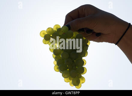 Gengenbach, Germania. Xii Sep, 2016. Una donna può contenere fino uva durante la vendemmia delle uve Mueller-Thurgau vicino a Gengenbach, Germania, 12 settembre 2016. La vendemmia delle uve di nuovo nell'Ortenau disrict è in pieno svolgimento. Foto: PATRICK SEEGER/dpa/Alamy Live News Foto Stock