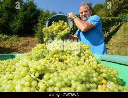 Gengenbach, Germania. Xii Sep, 2016. Karlheinz Mussler versa l'uva in una vasca durante il raccolto di uve della varietà Mueller-Thurgau vicino a Gengenbach, Germania, 12 settembre 2016. La vendemmia delle uve di nuovo nell'Ortenau disrict è in pieno svolgimento. Foto: PATRICK SEEGER/dpa/Alamy Live News Foto Stock