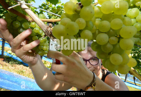 Gengenbach, Germania. Xii Sep, 2016. Hanna Mussler, che proviene da una famiglia di vignaioli, raccolti uve della varietà Mueller-Thurgau vicino a Gengenbach, Germania, 12 settembre 2016. La vendemmia delle uve di nuovo nell'Ortenau disrict è in pieno svolgimento. Foto: PATRICK SEEGER/dpa/Alamy Live News Foto Stock