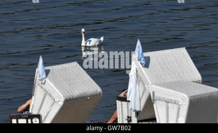 Berlino, Germania. Xii Sep, 2016. Un cigno orologi lucertole da mare presso il pubblico Wannsee spiaggia balneare a temperature di circa 30 gradi Celsius, Berlino, Germania, 12 settembre 2016. Foto: RALF HIRSCHBERGER/DPA/Alamy Live News Foto Stock