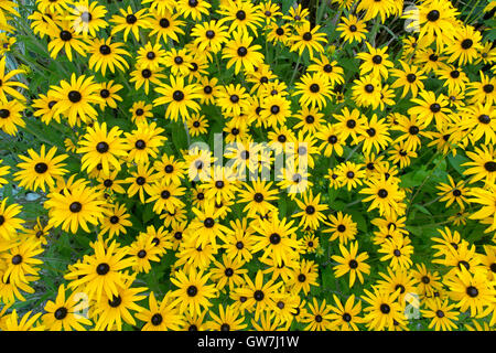 Oro Rudbeckia sturm crescente nel bordo del giardino Foto Stock