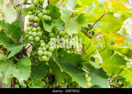 Grappoli di uva cresce la parete calda Foto Stock