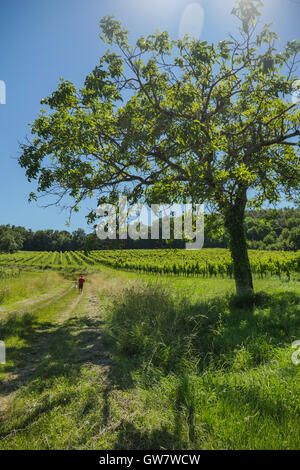 Alba sui vigneti di uve nella zona di Bordeaux, Francia, Europa Foto Stock