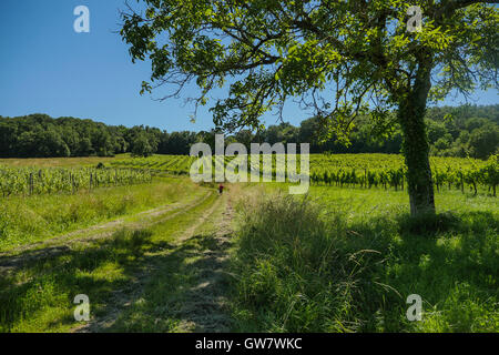 Alba sui vigneti di uve nella zona di Bordeaux, Francia, Europa Foto Stock