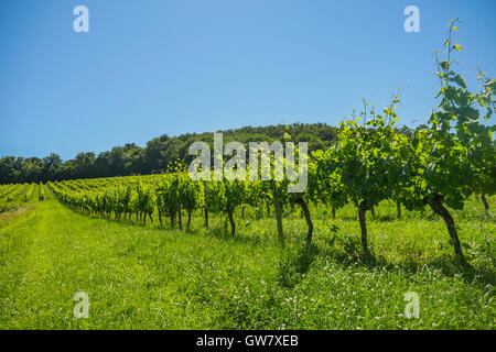 Alba sui vigneti di uve nella zona di Bordeaux, Francia, Europa Foto Stock