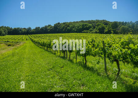 Alba sui vigneti di uve nella zona di Bordeaux, Francia, Europa Foto Stock