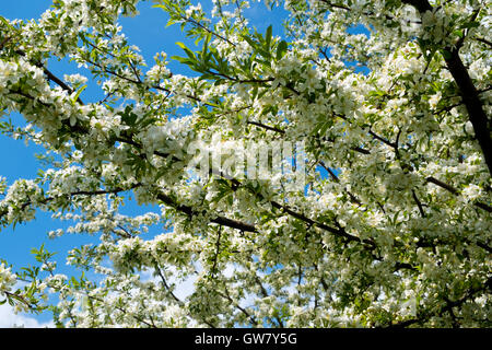 Frondose Bianco fiore di primavera su un taglio-leaf Crabapple tree Foto Stock